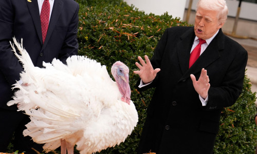 US President Donald Trump and first lady Melania Trump participate in the Thanksgiving Turkey Pardoning of Gobble and Waddle in the Rose Garden at the White House in Washington on November 25, 2025. Photo by Yuri Gripas/ABACAPRESS.COM