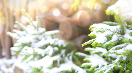 Iarnă cu temperaturi anormale în România/ Freepik