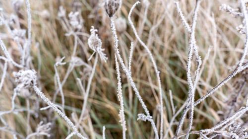 Close-up of delicate white hoarfrost ice crystals covering dry plant stems and wild flower seed heads in winter meadow on cold morning. Concept of