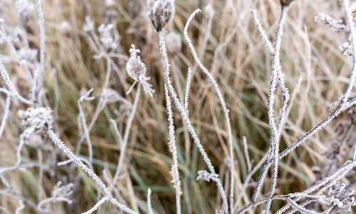 Close-up of delicate white hoarfrost ice crystals covering dry plant stems and wild flower seed heads in winter meadow on cold morning. Concept of