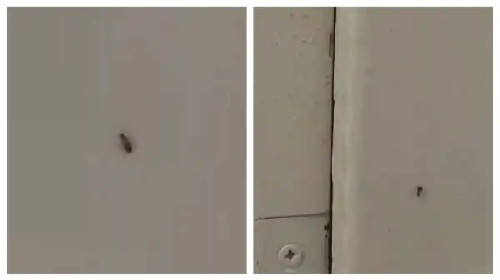 gandaci-insecte-spital-sebes