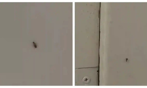 gandaci-insecte-spital-sebes