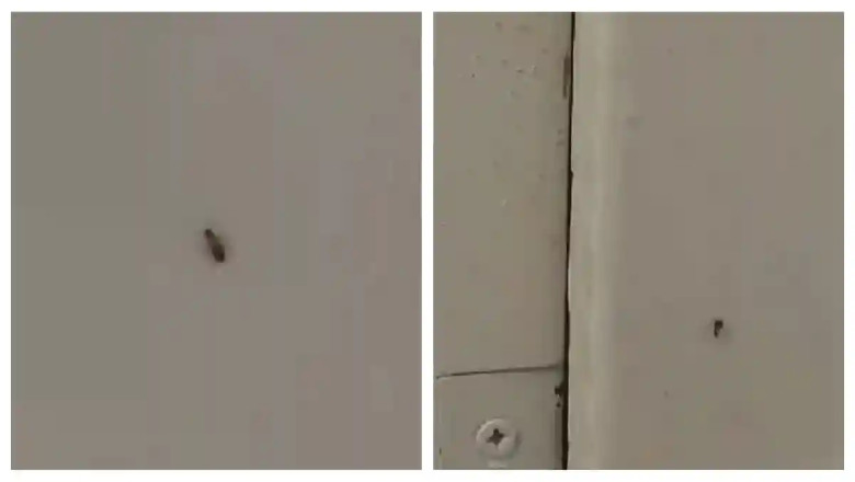 gandaci-insecte-spital-sebes