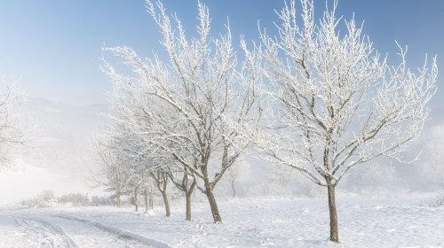 A serene winter landscape featuring frosted trees lining a snow-covered path under a clear blue sky. The scene evokes a sense of calm and cold crisp w