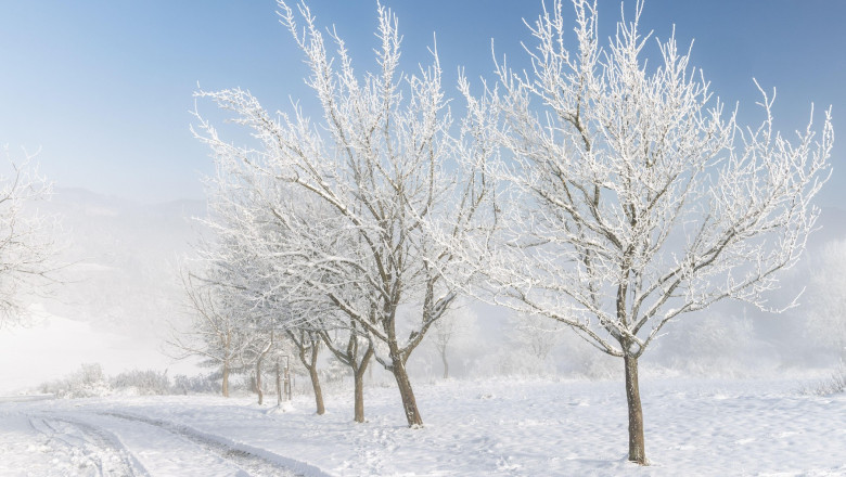A serene winter landscape featuring frosted trees lining a snow-covered path under a clear blue sky. The scene evokes a sense of calm and cold crisp w