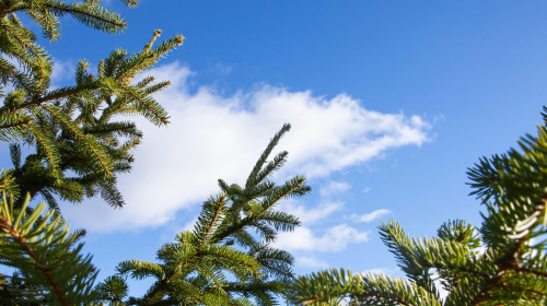 Evergreen fir branches framing blue sky with soft white clouds background