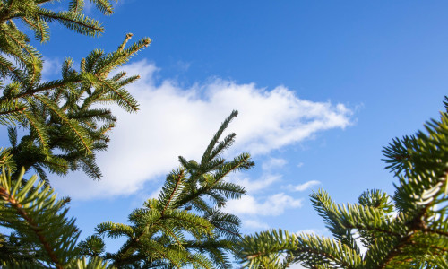 Evergreen fir branches framing blue sky with soft white clouds background