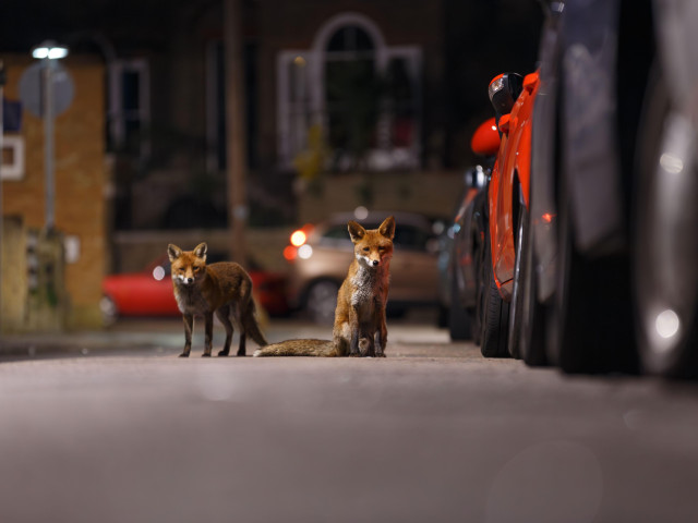 Vulpi în centrul Bucureştiului, surprinse de camerele Muzeului Antipa:  „Este un semnal clar că se adaptează la transformările mediului create de  om”