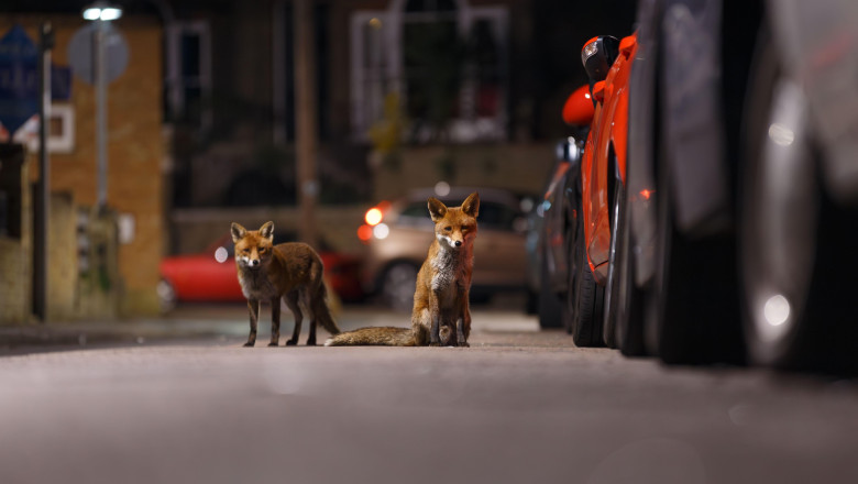 Vulpi / Foto: Profimedia