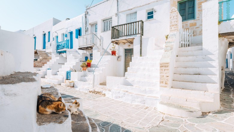 Cazare gratuită pe o insulă din Grecia pentru cei care acceptă să aibă grijă de cele 3.000 de pisici ale străzii/ Profimedia