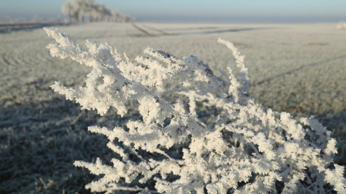 Overnight Frost Creates Winter Landscape