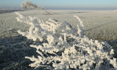 Overnight Frost Creates Winter Landscape