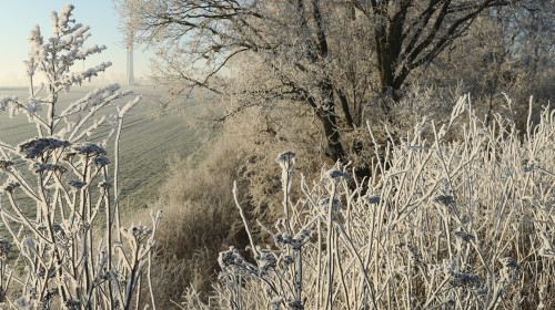 Overnight Frost Creates Winter Landscape