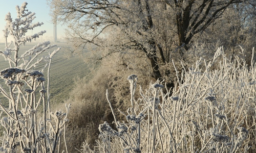 Overnight Frost Creates Winter Landscape