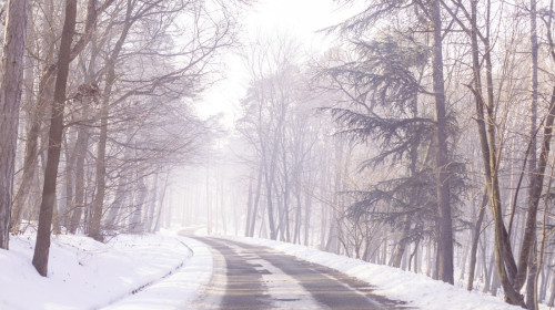 zapada, padure, ger, iarna