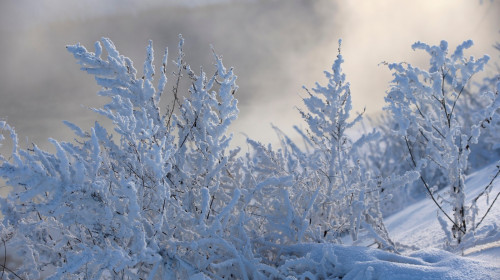 Grass covered with frost and snow on a cold winter day swaying in the wind
