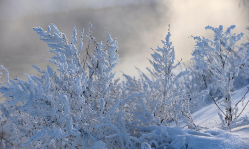 Grass covered with frost and snow on a cold winter day swaying in the wind