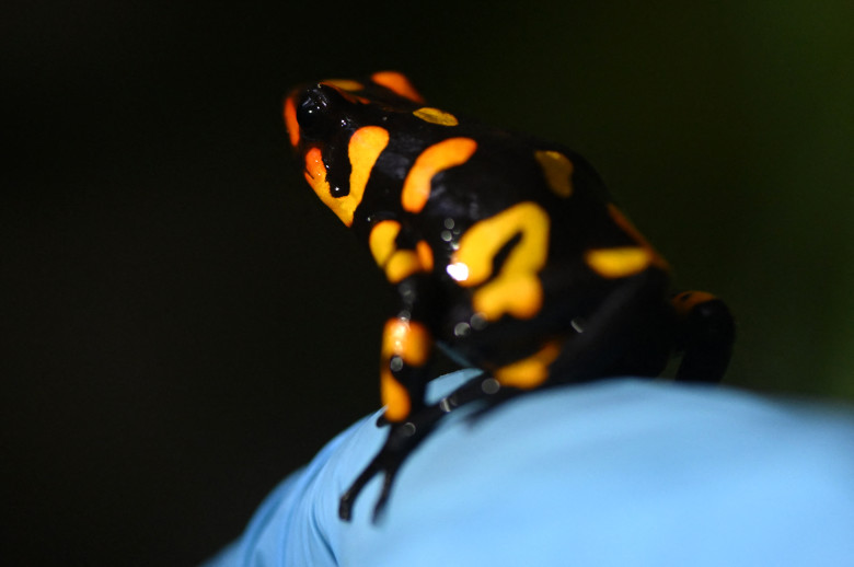 broasca sageata otravitoare (3)