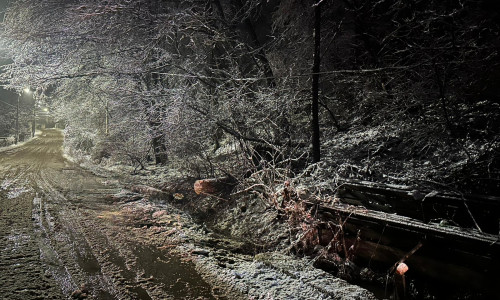 Copaci căzuți, viscol, ninsoare, 18 februarie 2026 (2)