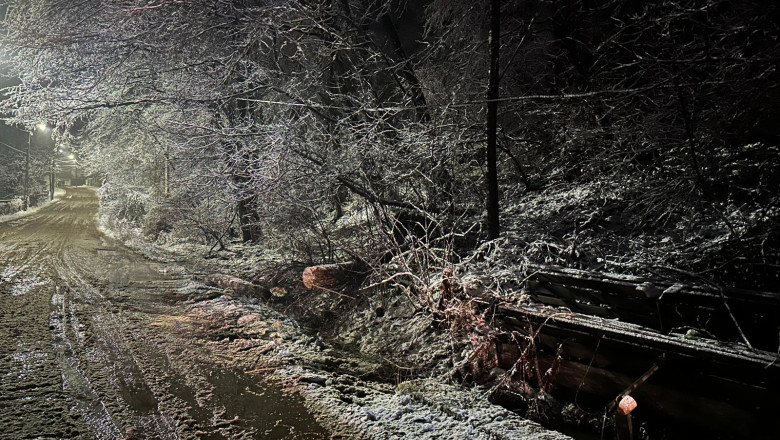 Copaci căzuți, viscol, ninsoare, 18 februarie 2026 (2)