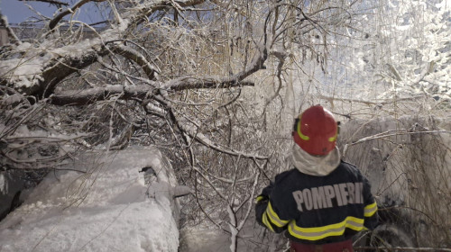 Copaci căzuți, viscol, ninsoare, 18 februarie 2026 (1)