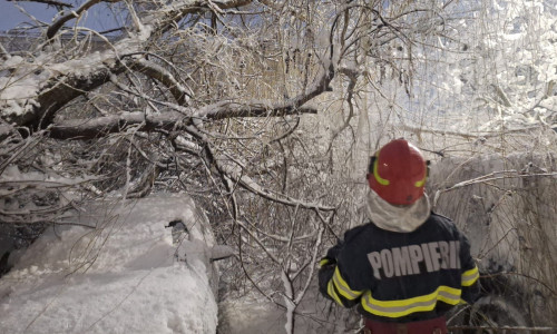 Copaci căzuți, viscol, ninsoare, 18 februarie 2026 (1)