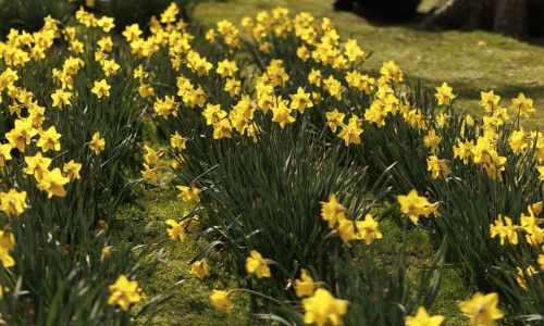 Sunny Weather Welcomes The Spring Equinox In The UK