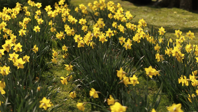 Sunny Weather Welcomes The Spring Equinox In The UK