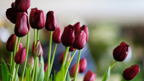 Staging Day At The Harrogate Spring Flower Show
