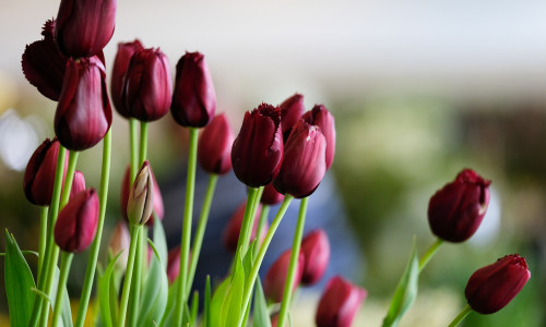 Staging Day At The Harrogate Spring Flower Show