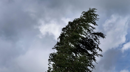 Birch on the background of the sky on a windy day.