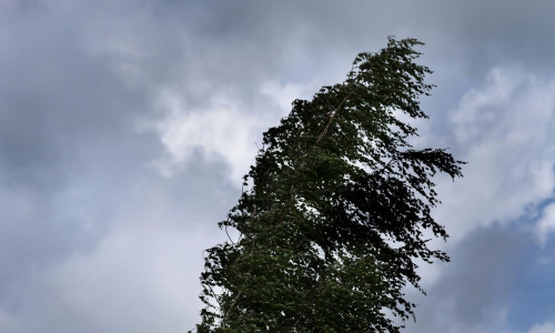 Birch on the background of the sky on a windy day.