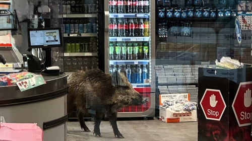 porc mistret in magazin