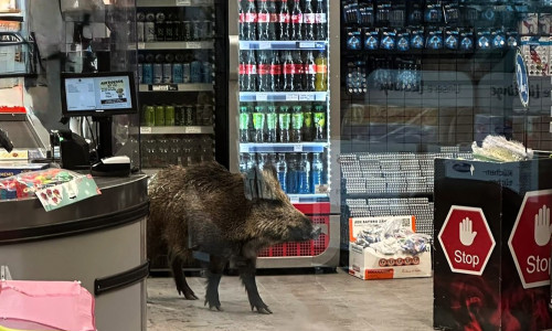 porc mistret in magazin