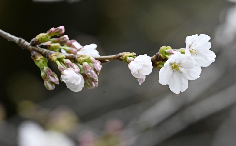 Cherry blossoms in Tokyo
