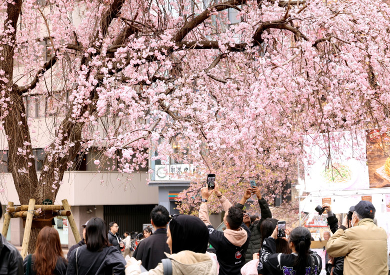 Cherry trees come into blossoms in Tokyo area