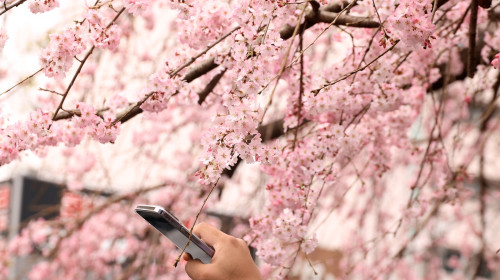 Cherry trees come into blossoms in Tokyo area