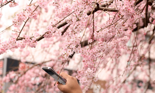 Cherry trees come into blossoms in Tokyo area