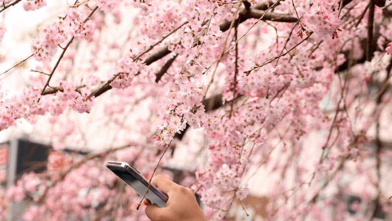 Cherry trees come into blossoms in Tokyo area