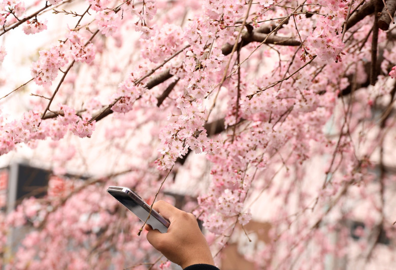 Cherry trees come into blossoms in Tokyo area