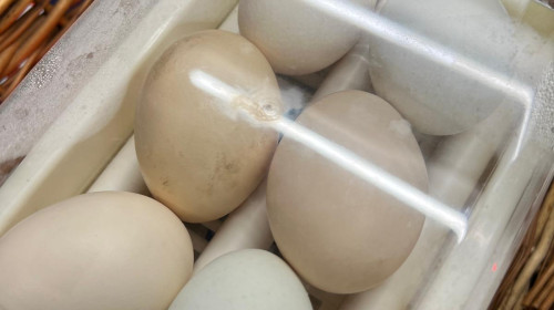 incubator digi fm face pui