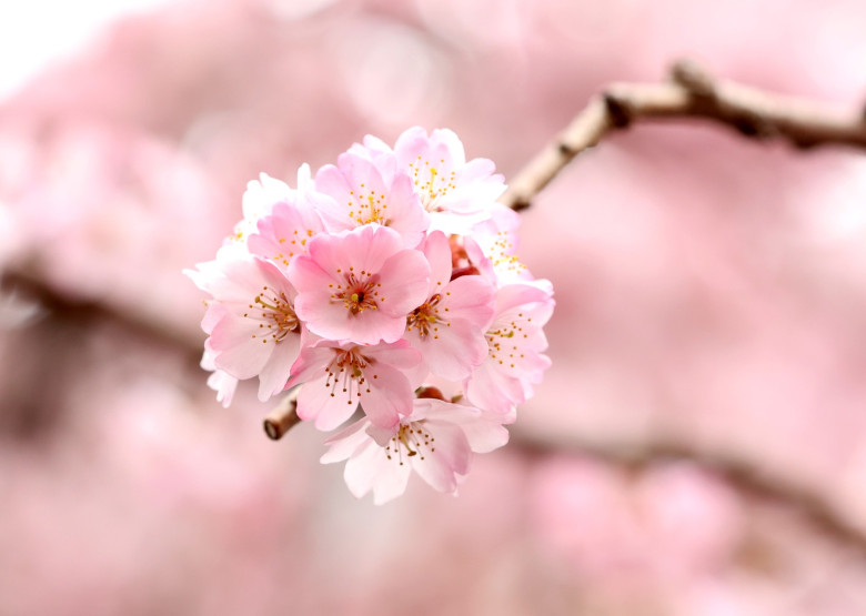 Cherry trees come into blossoms in Tokyo area