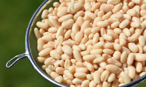 white beans washed in colander