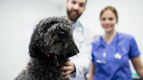 Concediu plătit pentru câini și pisici bolnave/ Profimedia