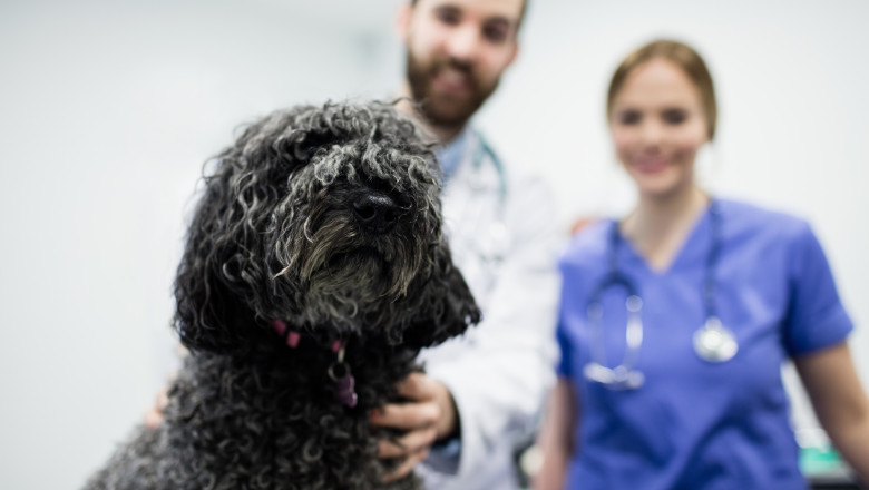 Concediu plătit pentru câini și pisici bolnave/ Profimedia