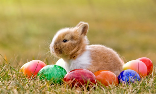 easter bunny