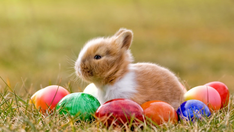 easter bunny