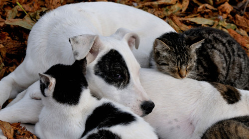 Cats and dogs living in harmony