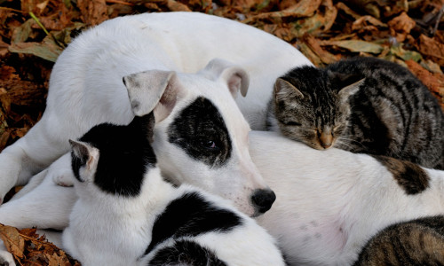 Cats and dogs living in harmony