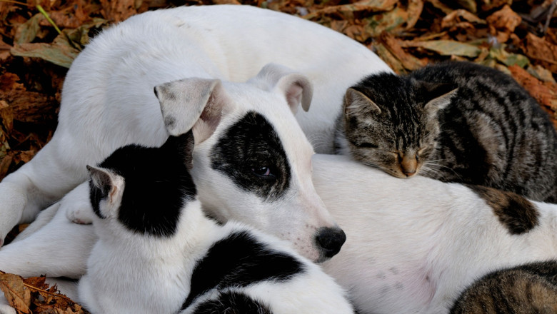 Cats and dogs living in harmony